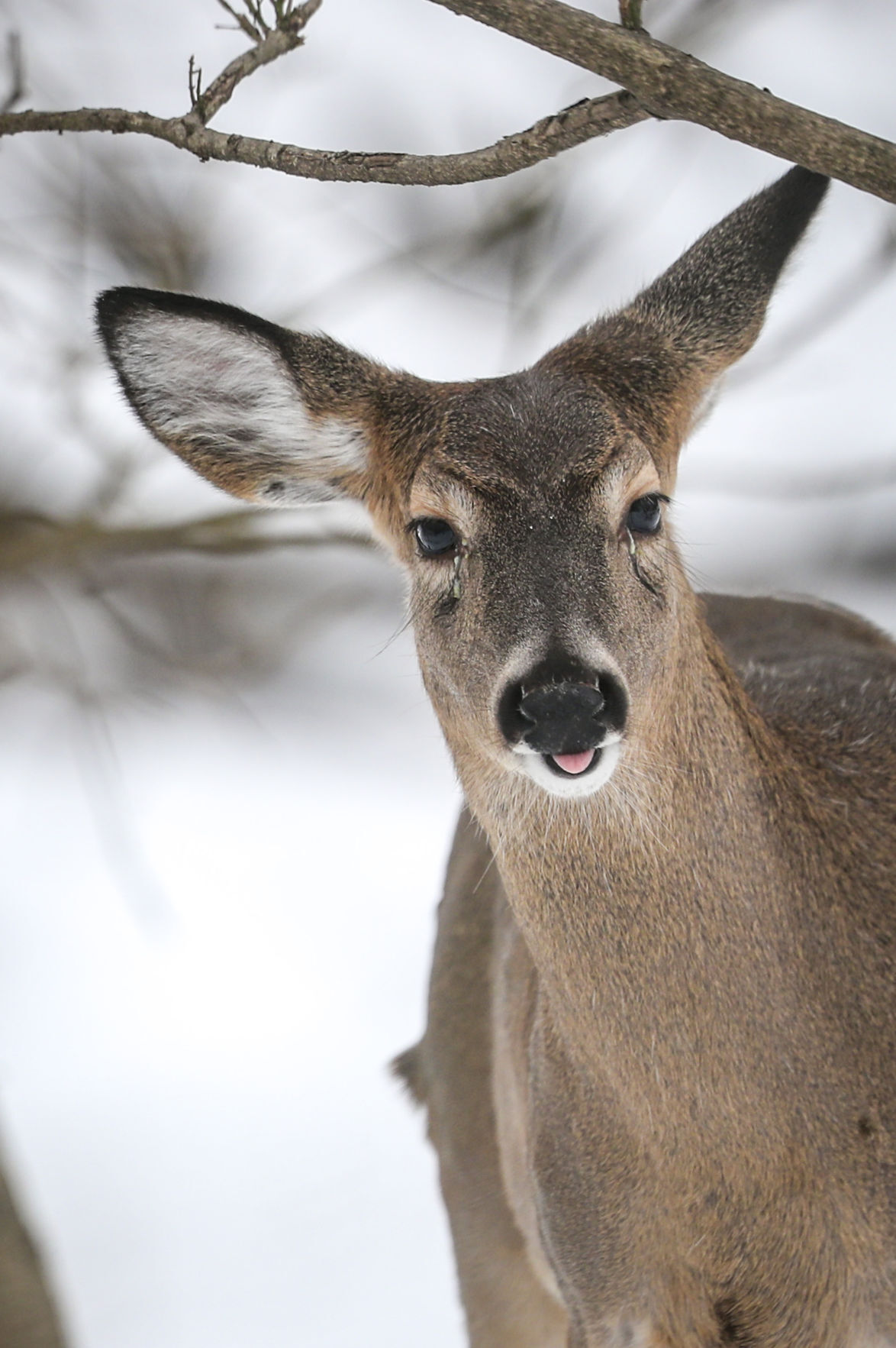 012319-qct-qca-deerhunt-009